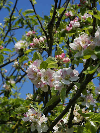 ����� ���� ����� ������� Malus sylvestris.j